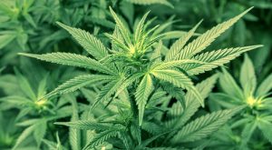 Sorprenden a banda que sembraba marihuana