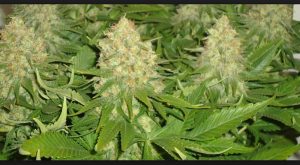 Sorprenden a banda que sembraba marihuana