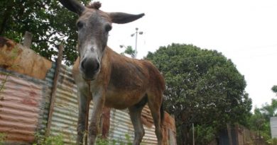 Por comercializar carne de burro policía detiene a dos sujetos