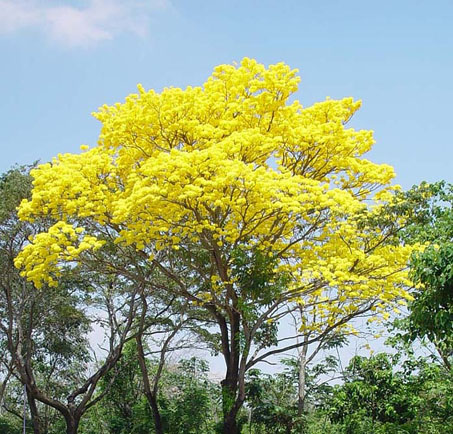 69 años como el Árbol Nacional de Venezuela, cumple El Araguaney