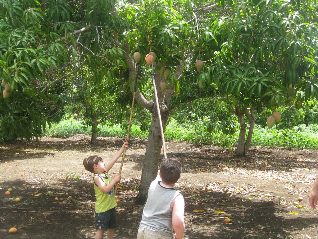 Electrocutada niña de ocho años al intentar bajar mangos de un árbol
