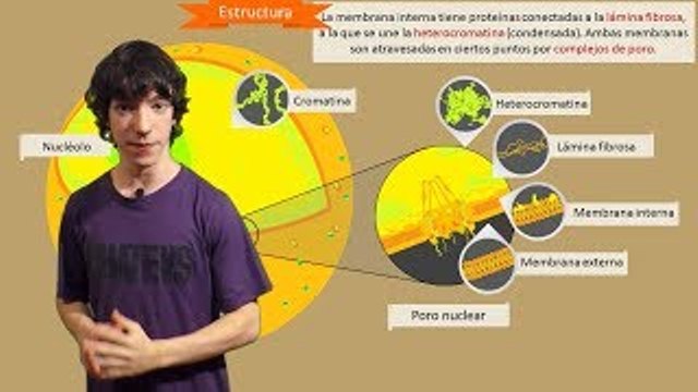 se saltó dos cursos, no realizó segundo ni cuarto de Primaria, debido a su notoria capacidad cognitiva.