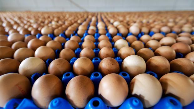 Ámsterdam conocía la existencia del tóxico en los huevos desde mediados de noviembre de 2016 y no advirtió de ello a los países vecinos