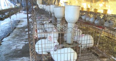 A falta de res, bueno es conejo, para paliar el alto costo de la carne en Venezuela