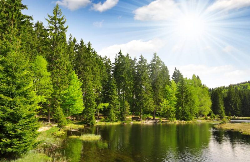 Mediante una conexión subterránea, los árboles de los bosques se comunican entre sí