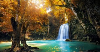 Mediante una conexión subterránea, los árboles de los bosques se comunican entre sí