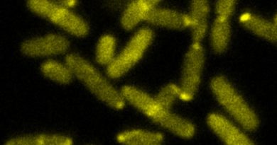 La salmonella entérica, fue el mal que durante los años 1545 - 1550, mató a millones de indígenas de América
