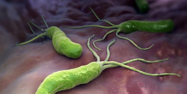 La salmonella entérica, fue el mal que durante los años 1545 - 1550, mató a millones de indígenas de América