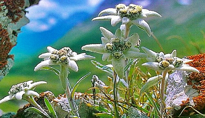 La flor de Edelweiss es conocida como flor de las nieves